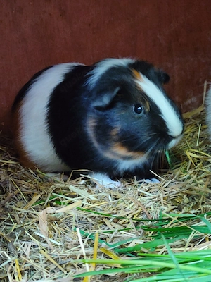 Meerschweinchen Böcke 