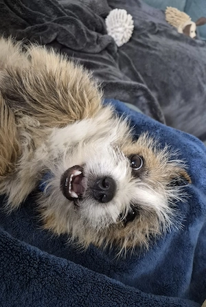 Der kleine Woody sucht ein Zuhause für immer