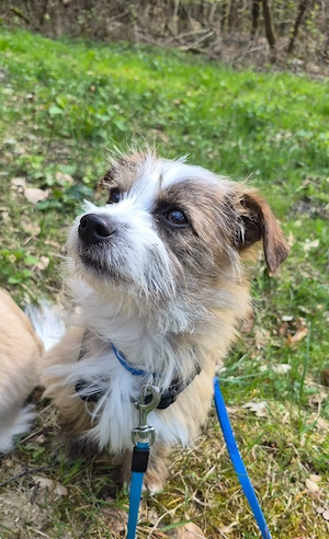 Woody - kleiner Hundejunge sucht sein endgültiges Zuhause