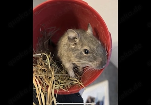Degu abzugeben NOTFALL