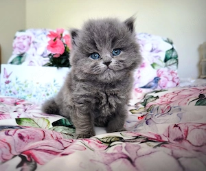 Reinrassige BLH Kitten blue fawn Stammbaum geimpft gechipt Gesundheitszeugnis mega handzahm