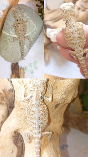  Bartagame  High Contrast    Silver-Sand Optik (Classic) Baby Pogona vitticeps