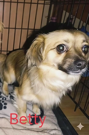 Betty sucht ihre Menschen