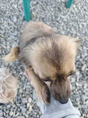 Betty sucht ihre Menschen