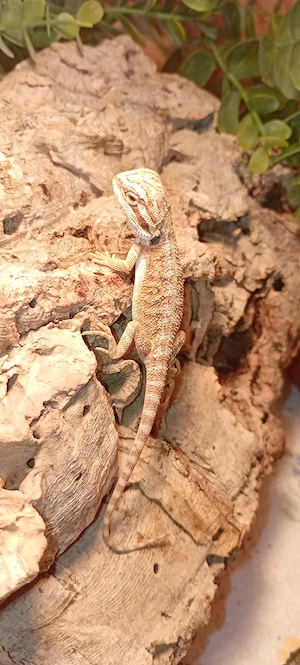 Bartagame (Classic)   Naturfarben mit warmem Gold-Schimmer & Top-Genetik Baby Pogona vitticeps