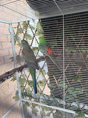 Zuchtpaar Singsittiche zusammen 40 