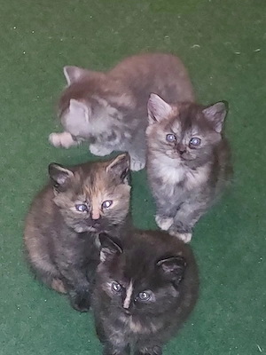 Babykatze BKH Mischlinge 