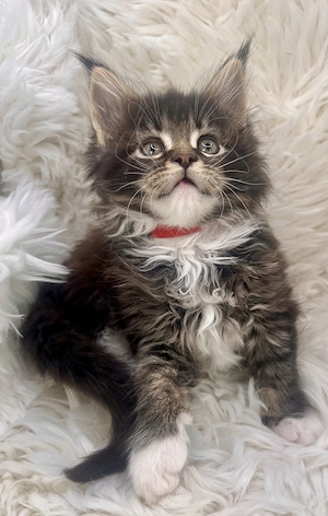 * Liebe Hübsche Typvolle Coonie * Maine Coon Kitten Katze schöne Pinsel mit Stammbaum
