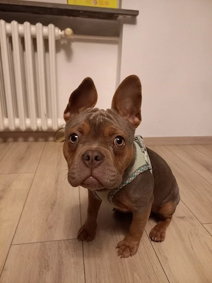 tiere  hund