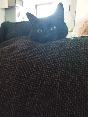 Kater sucht dringend ruhiges Zuhause