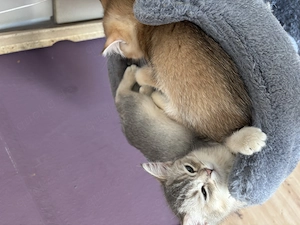 BKH Ragdoll Kitten abzugeben