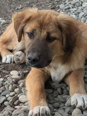 Dandy sucht seine Familie