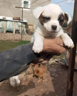 Süßer Finn sucht noch Nestwärme 