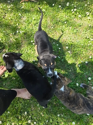 Mischlingswelpen zu Verkaufen