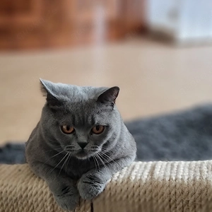 Ankündigung eines Wurfs, voraussichtlich Mitte Mai 2026.