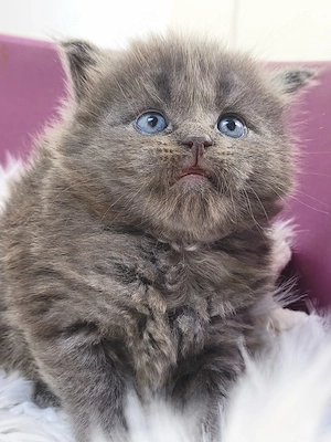 Ragdoll Siam Maincoon Mix Kitten 