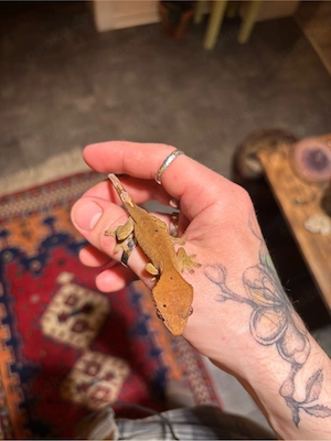 Kronengecko Jungtiere (Correlophus ciliatus)