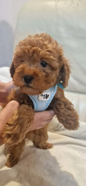 Toy-Pudel Welpen in der Farbe Red