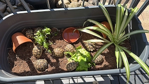 Maurische Schildkörten