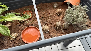 Maurische Schildkröten