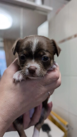 chihuahua welpe weibchen 