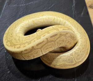 Banana Black Pastel Pinstripe het Pied 