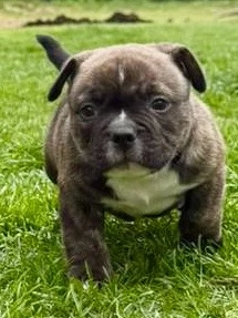 American Bully Hündin sucht noch ein Zuhause Bild 3