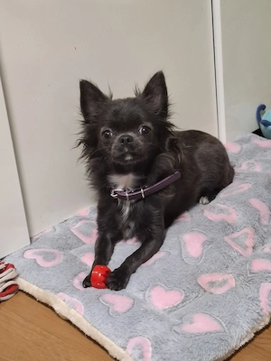 Blau-weiße Chihuahua Hündin