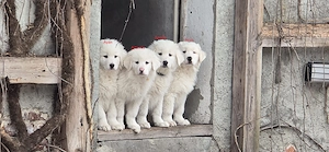 Pyrenäenberhund Welpen 