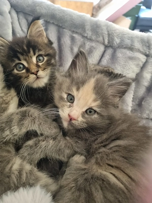 Reinrassige Maine Coon Kitten XXL 