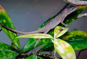 Anolis wattsi, 1,0 von September 2025