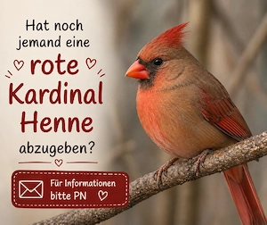 Suche rote Kardinal Henne 