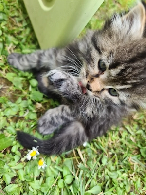 Ekh main coon mix kitten