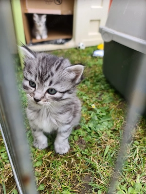 mischlingskitten