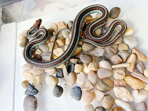 1.0 Thamnophis sirtalis tetrateania
