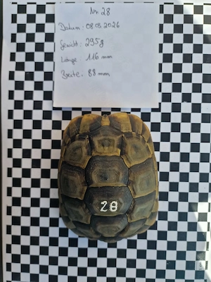 Maurische Landschildkröten (TGI) zu verkaufen - Nachzuchten aus 2020, 2021 und 2022