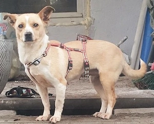 Rosetta - ein liebenswertes und sensibles Seelchen