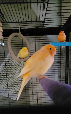 Männliche Kanarienvögel 