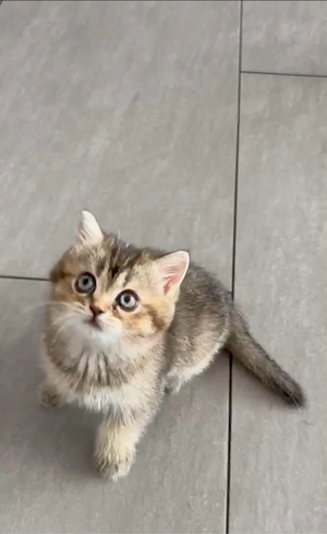 Reinrassige BKH kitten noch 1 Weibchen übrig! mit grünen Augen( Abholbereit)