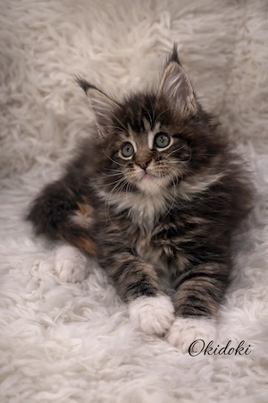 Wunderschönes *Typvolles X*l Maine Coon Coonie Mädchen mit Stammbaum