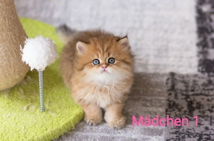 4 Wunderschöne golden Tabby BLH