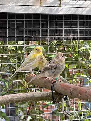 Junge Kanarienvögel Kanarien Achat Opal Gelb Mosaik & Achat Gelb Mosaik Kanarien