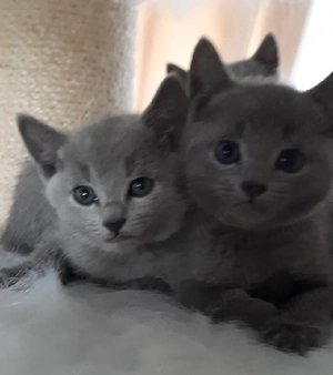 Russisch Blau Kitten