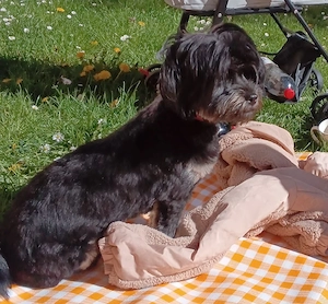 Shih-Tzu königer