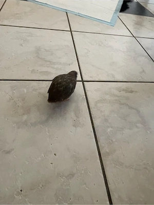 suche zwerg wachtel weibchen 