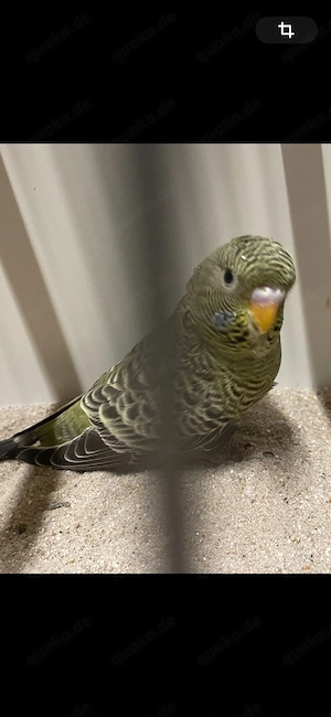 Blackface Wellensittiche abzugeben 