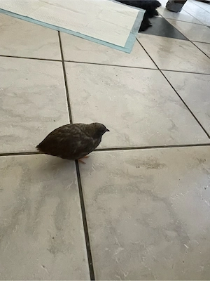 suche zwerg wachtel weibchen 