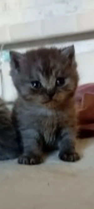 Britisch Langhaar und Britische kurz 