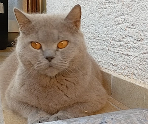 Britisch Langhaar und Britische kurzhaar KITTEN