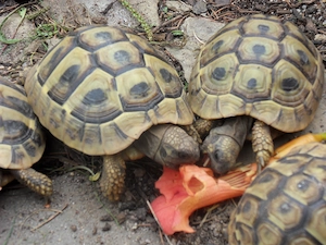 Griechische Landschildkröte THB NZ 2025